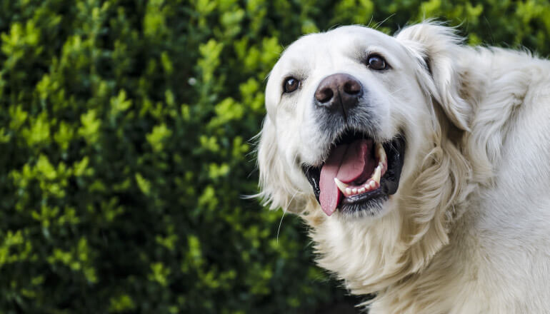 A white fluffy Golden Retriever dog smiles with his tongue hanging out of his clean mouth due to daily oral hygiene